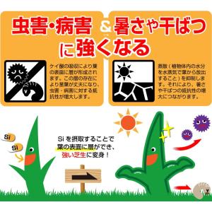 芝生 肥料 春から夏に効く液体肥料 バーディー...の詳細画像3