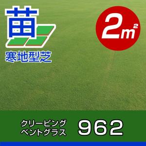 2024年春販売予定 産地直送 クリーピングベントグラス 962 張り芝用 2平米 約0.6坪分｜baroness