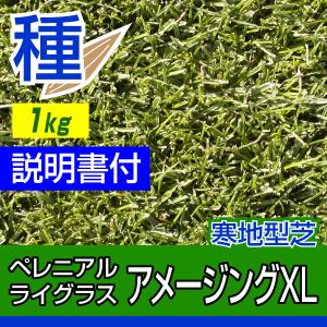 芝生 種 寒地型芝 ペレニアルライグラス アメージングXL 1kg入