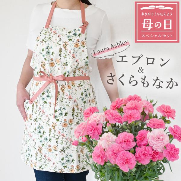 母の日 カーネーションさくらもなか＆ローラアシュレイエプロンセット 花 ギフト プレゼント 鉢植え ...