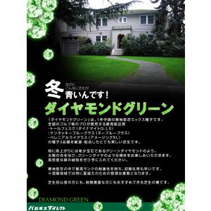 芝生 種 寒地型 耐暑性に優れた特選ミックス ...の詳細画像1