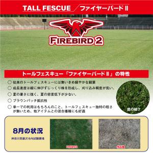芝生 種 トールフェスク ファイヤーバード2 ...の詳細画像2