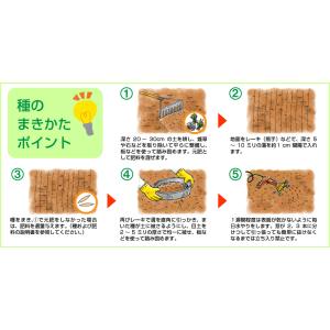 芝生 種 トールフェスク ファイヤーバード2 ...の詳細画像5
