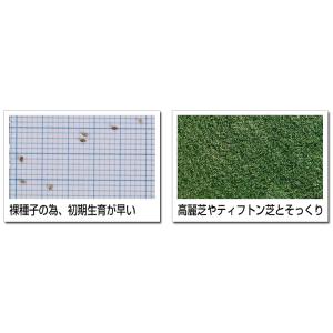 予約注文品 約1週間で出荷 ハイブリッド・バミ...の詳細画像4