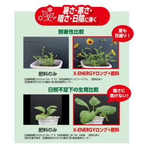 KINCHO園芸 X-ENERGY ロング 粒...の詳細画像4