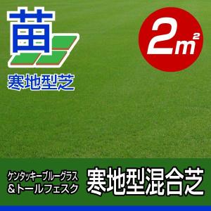ケンタッキーブルーグラス 張り芝用 プレミアム苗 1平米 約0.3坪分