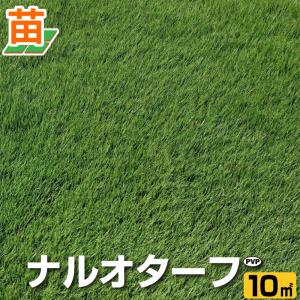 １０平米 ナルオターフ 鳥取産 登録品種 10平米 3坪分 張り芝用 プレミアム苗 芝生 暖地型 省管理型姫高麗芝 天然芝 産地直送 送料無料
