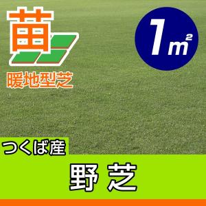 産地直送 つくば産 野芝 張り芝用 張り芝用 １平米 0.3坪分 芝生 暖地型 天然芝 園芸