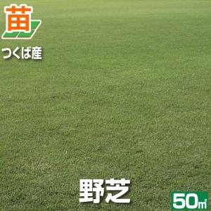 50平米 野芝 つくば産 張り芝用 張り芝用 50平米 15坪分 芝生 暖地型 天然芝 園芸 産地直送