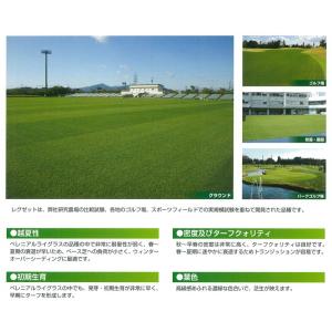 芝 芝生 種 寒地型 WOS用 ペレニアルライ...の詳細画像3
