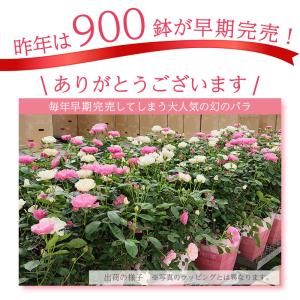 母の日 花 バラ 鉢植え ギフト 2色植え 幻...の詳細画像1