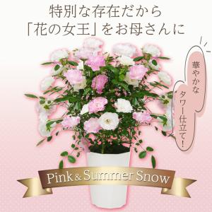 母の日 花 バラ 鉢植え ギフト 2色植え 幻...の詳細画像3