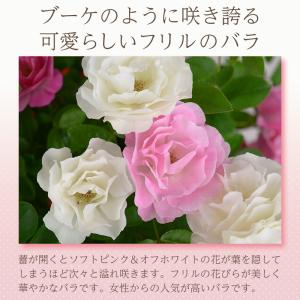 母の日 花 バラ 鉢植え ギフト 2色植え 幻...の詳細画像5