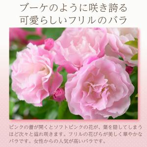 母の日 花 バラ 鉢植え ギフト 1色植え 幻...の詳細画像5