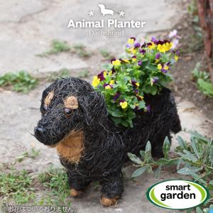 英国 Smart Garden ガーデンアニマルプランター ダックスフンド ダックスフント 犬 鉢植え ガーデニング ギフト｜baroness