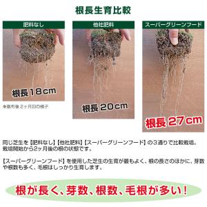 芝生用微生物発酵濃縮&活性有機肥料 スーパーグ...の詳細画像4
