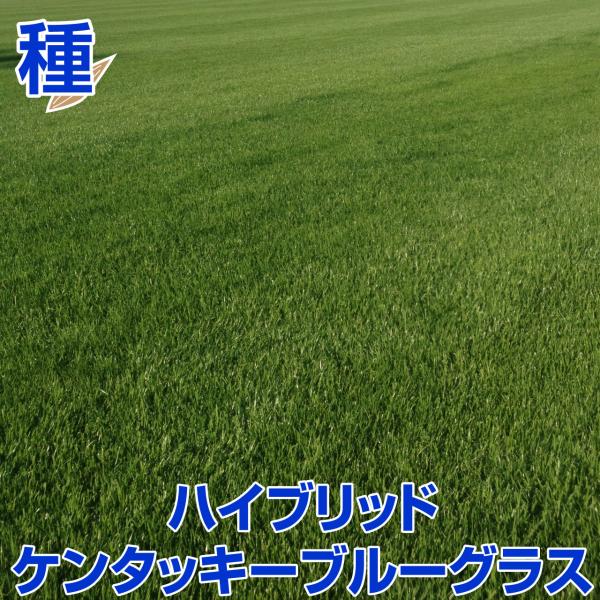 芝 芝生 種 寒地型芝 ハイブリットケンタッキーブルーグラスSPF-30 1kg入