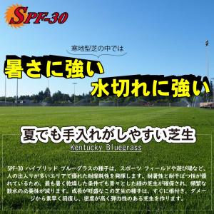 芝 芝生 種 寒地型芝 ハイブリットケンタッキ...の詳細画像1