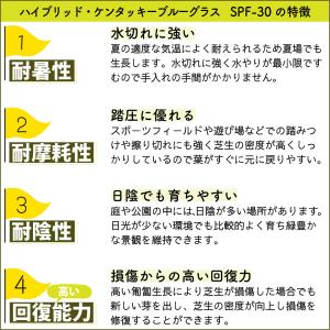 芝 芝生 種 寒地型芝 ハイブリットケンタッキ...の詳細画像2