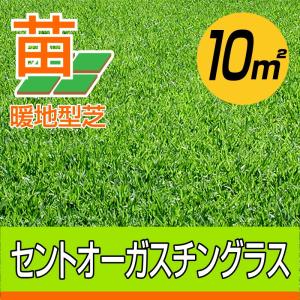 2平米 TM9 鳥取産 ティーエムナイン 登録品種 0.6坪分 張り芝用