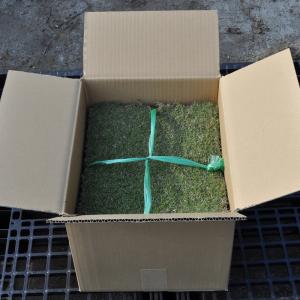 10平米 セントオーガスチングラス 宮崎産 張...の詳細画像2