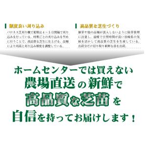 10平米 セントオーガスチングラス 宮崎産 張...の詳細画像4