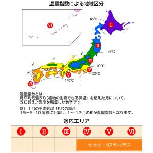 10平米 セントオーガスチングラス 宮崎産 張...の詳細画像5