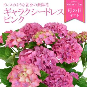 紫陽花 ギャラクシードレス ピンク 5号鉢 鉢植...の商品画像