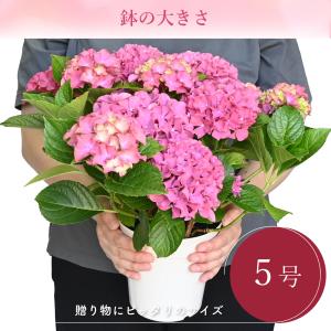 紫陽花 ギャラクシードレス ピンク 5号鉢 鉢...の詳細画像3