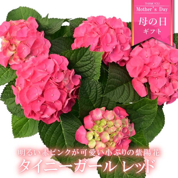 紫陽花 あじさい タイニーガール 赤 4.5号鉢 鉢植え ギフト 母の日プレゼント用ラッピング付 2...