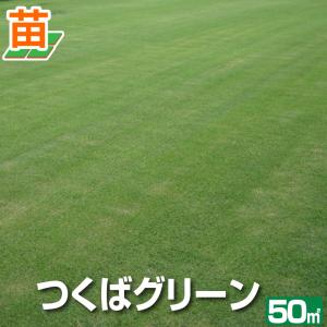 50平米 つくばグリーン つくば産 張り芝用 50平米 15坪分 芝生 暖地型 天然芝 園芸 産地直送