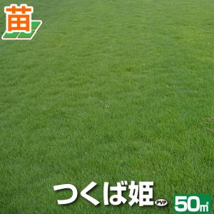 50平米 つくば姫 つくば産 登録品種 張り芝用 50平米 15坪分 芝生 暖地型 天然芝 園芸 産地直送