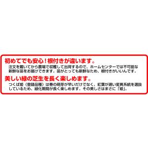 50平米 つくば姫 つくば産 登録品種 張り芝...の詳細画像4
