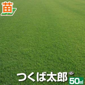 50平米 つくば太郎つくば産 登録品種 張り芝用 50平米 15坪分 芝生 暖地型 天然芝 園芸 産地直送