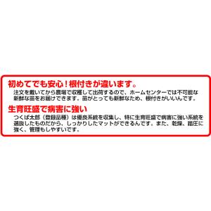 50平米 つくば太郎つくば産 登録品種 張り芝...の詳細画像4