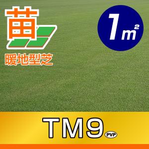 産地直送 置き配不可 鳥取産 ＴＭ９ ティーエムナイン 登録品種 １平米 0.3坪分 張り芝用 プレミアム苗 暖地型 省管理型 天然芝｜baroness