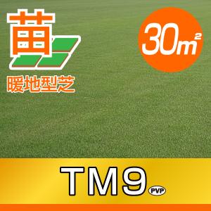 3０平米 ＴＭ９ 鳥取産 ティーエムナイン 登録品種 30平米 9坪分 張り芝用 プレミアム苗 暖地型 省管理型 天然芝 産地直送
