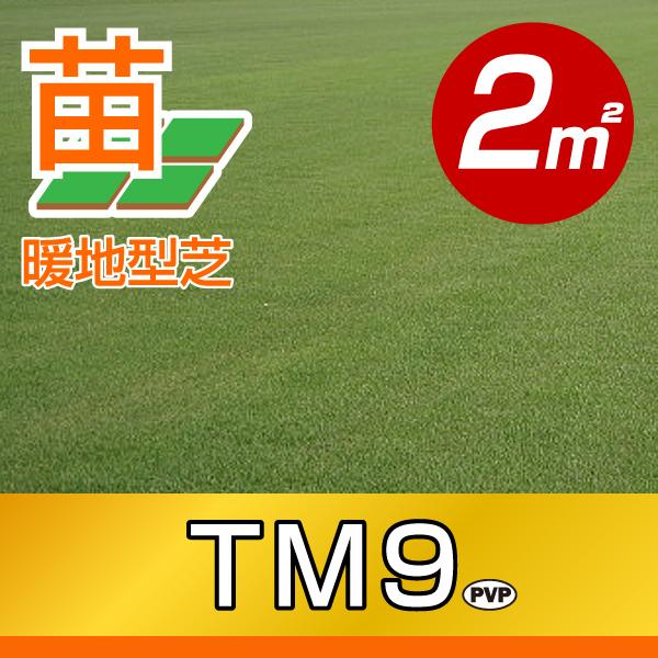 ２平米 ＴＭ９ 鳥取産 ティーエムナイン 登録品種 ２平米 0.6坪分 張り芝用 プレミアム苗 暖地...