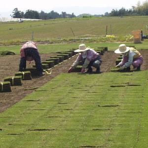 2平米 TM9 鳥取産 ティーエムナイン 登録...の詳細画像2