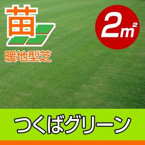 2平米 TM9 鳥取産 ティーエムナイン 登録品種 0.6坪分 張り芝用