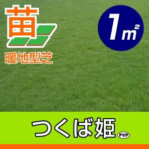 20平米 ティフトン419 蒔き芝用 約20平米 6坪分 芝生 暖地型 園芸