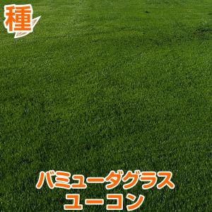 バミューダグラス　デューン　温暖型芝　1Kg お得セット 暖地型芝はじめて3点セット 暖地型芝バミューダ