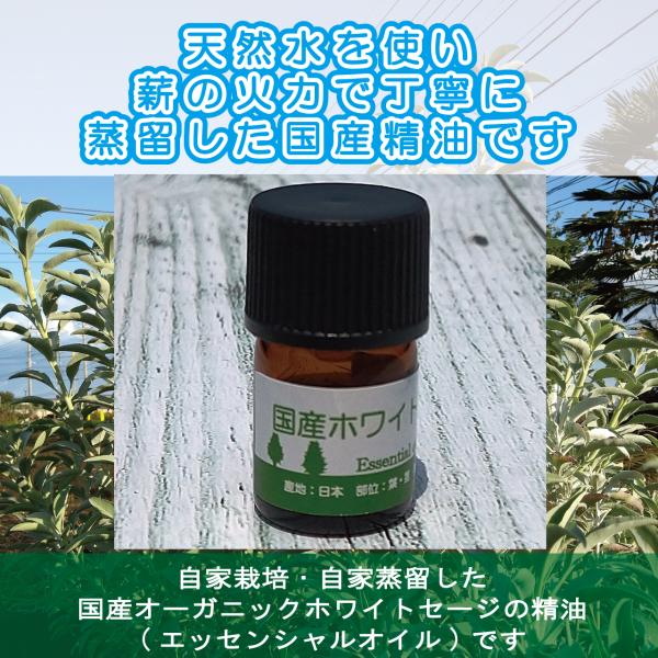 自家栽培　国産オーガニックホワイトセージ　精油　エッセンシャルオイル　３ｍｌ　　浄化/お清め/アロマ...