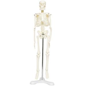 モノライフ 人体骨格模型 骨格標本 稼動 直立 スタンド 教材 45cm 1/4 モデル ホワイト(台座 三つ足)｜baxonshop-honten