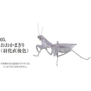 バンダイ かまきり 【おおかまきり(羽化直後色)】 ガシャポン単品