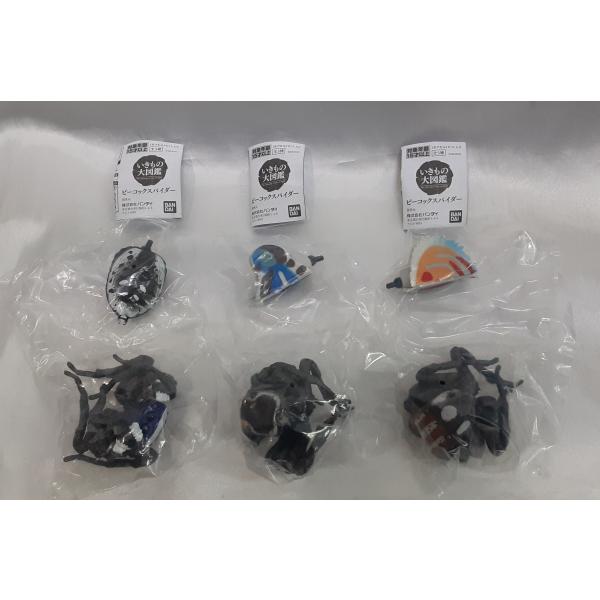 ピーコックスパイダー いきもの大図鑑 3種セット ロバタス オス ボラン オス ペルソナータス オス...