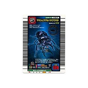 マキシムスマルバネクワガタ[パラレル／04F・F拡張]