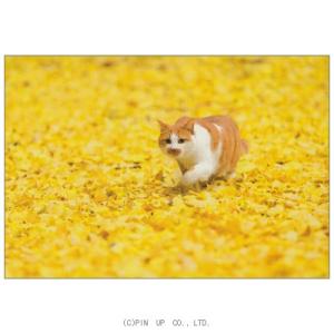 BCL PICTORIAL NETWORK - ねこ（動物のポストカード）｜Yahoo!ショッピング