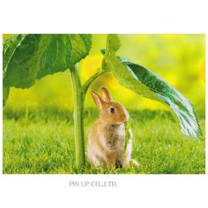 l Pictorial Network うさぎグッズ その他の特集 lミュージアム Yahoo ショッピング