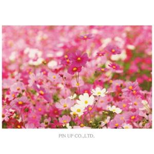 ポストカードコスモス　一面ピンク (pin-FW139)